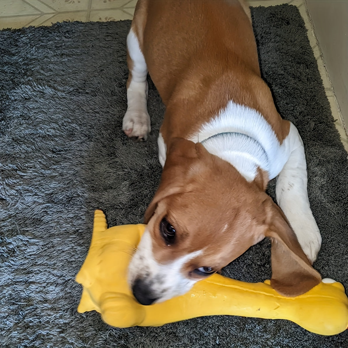 Durable Latex Screaming Chicken Duck Dog Chew Toy with Squeaker for Teeth Grinding And Playful Fun, Without Battery