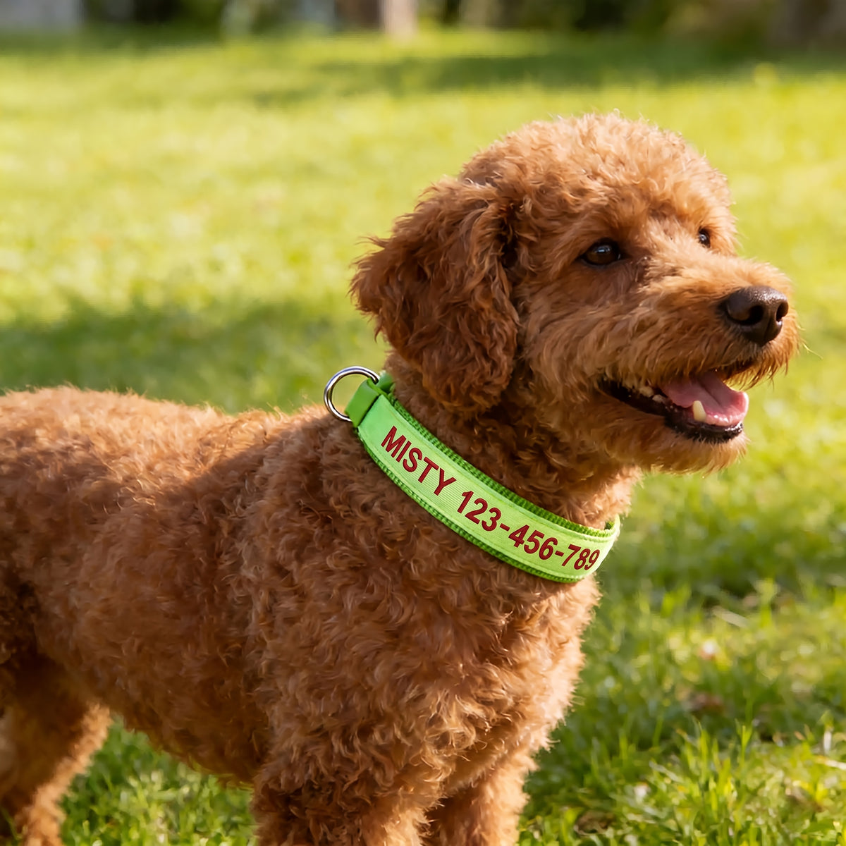 (Customized) New Luminous Dog Collar Upgraded Luminous Material Personalized Embroidered Name and Phone Number Anti-lost Four Sizes Five Colors for Small Dogs Medium-sized Dogs and Large Dogs Absorbs Light During the Day and Glows at Night