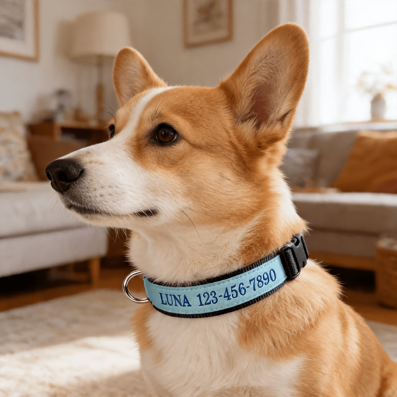 (Customized) New Luminous Dog Collar Upgraded Luminous Material Personalized Embroidered Name and Phone Number Anti-lost Four Sizes Five Colors for Small Dogs Medium-sized Dogs and Large Dogs Absorbs Light During the Day and Glows at Night