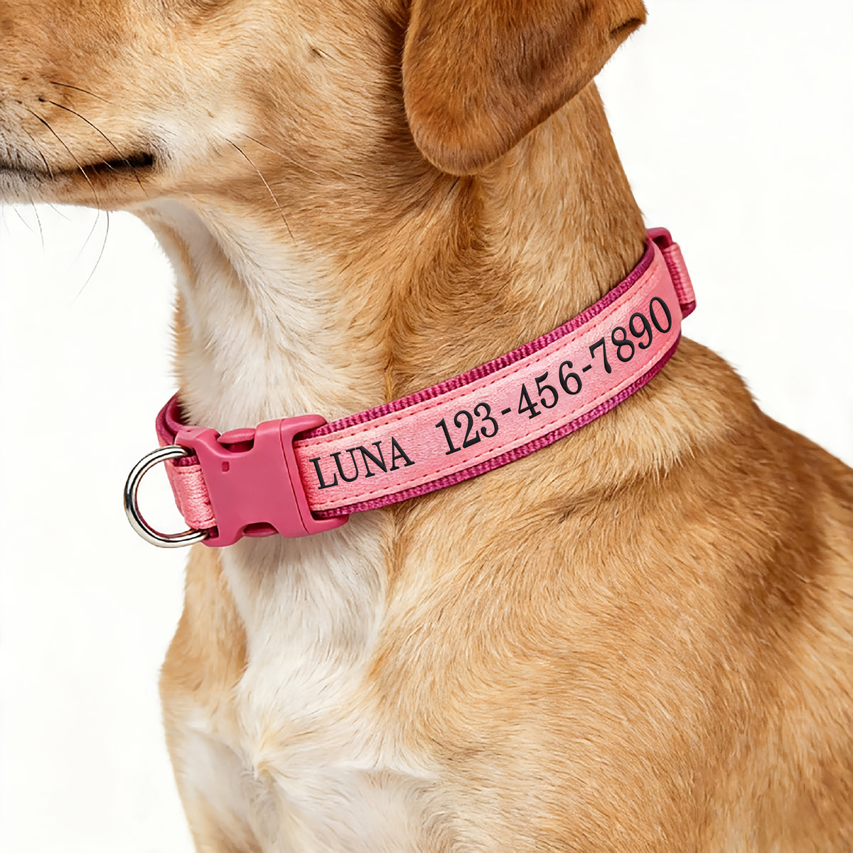 (Customized) New Luminous Dog Collar Upgraded Luminous Material Personalized Embroidered Name and Phone Number Anti-lost Four Sizes Five Colors for Small Dogs Medium-sized Dogs and Large Dogs Absorbs Light During the Day and Glows at Night