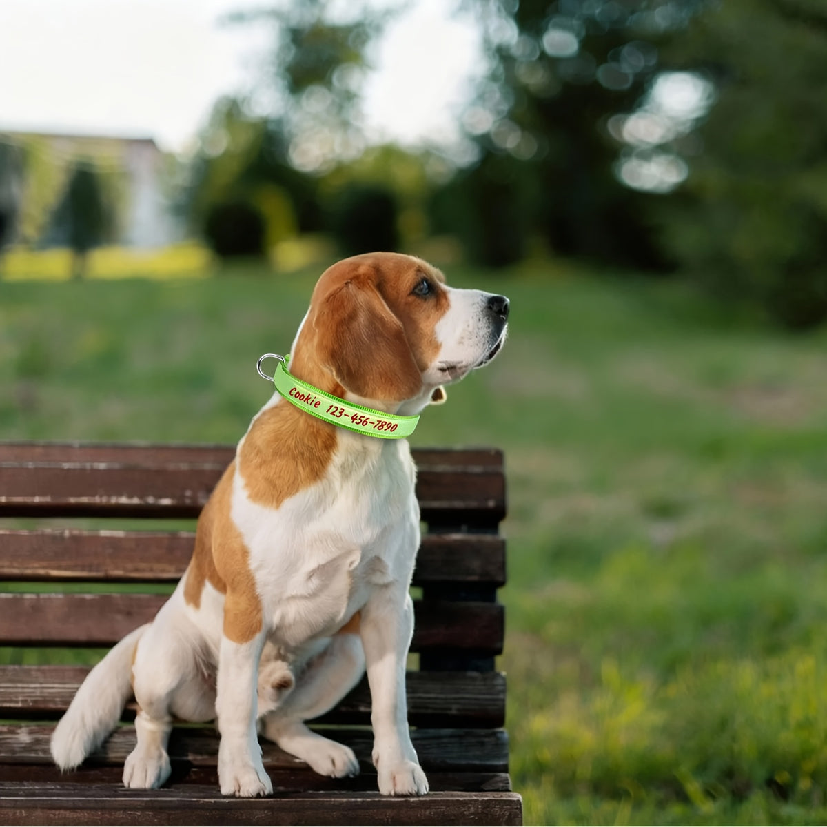 (Customized) New Luminous Dog Collar Upgraded Luminous Material Personalized Embroidered Name and Phone Number Anti-lost Four Sizes Five Colors for Small Dogs Medium-sized Dogs and Large Dogs Absorbs Light During the Day and Glows at Night