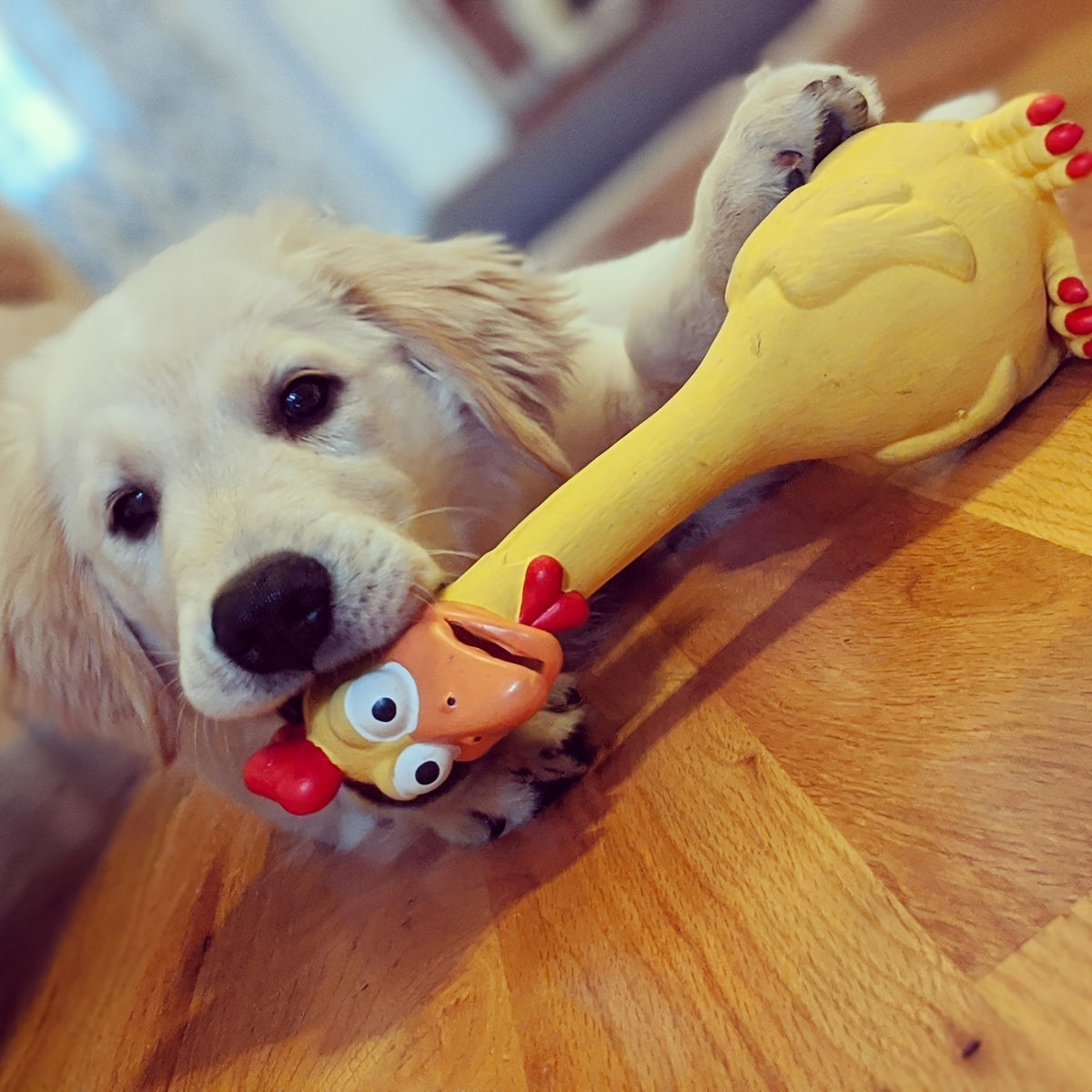 Durable Latex Screaming Chicken Duck Dog Chew Toy with Squeaker for Teeth Grinding And Playful Fun, Without Battery