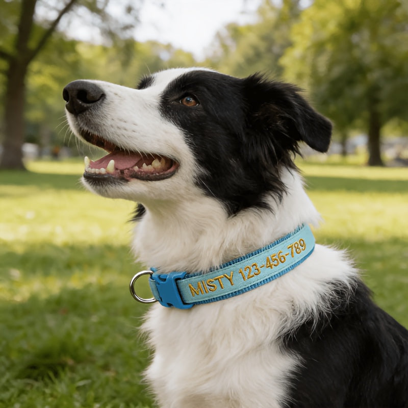 (Customized) New Luminous Dog Collar Upgraded Luminous Material Personalized Embroidered Name and Phone Number Anti-lost Four Sizes Five Colors for Small Dogs Medium-sized Dogs and Large Dogs Absorbs Light During the Day and Glows at Night